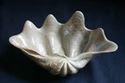 Picture of Miscellaneous Clam Shell Food Dish